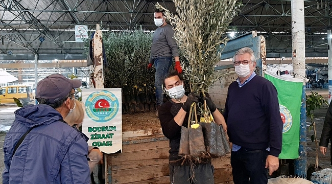 Bodrumlu üreticilere fidan dağıtımı