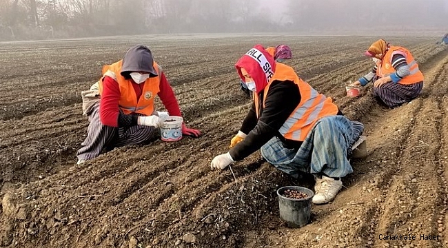 Bolu&#039;da Türk Fındığı tohumu ekimleri devam ediyor