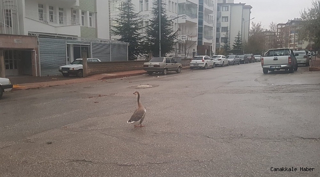 Boş sokakta kaz gezintiye çıktı