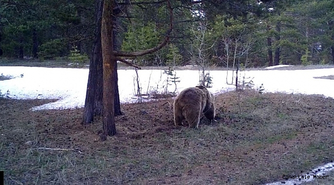 Boz ayı Arkadaş dünya literatürünü tamamıyla değiştirdi