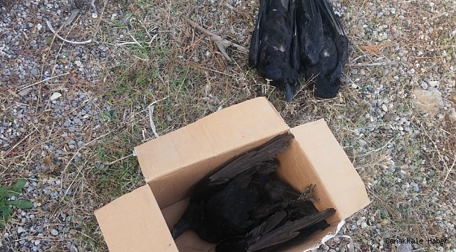 Bozyazı'daki toplu kuzgun ölümü