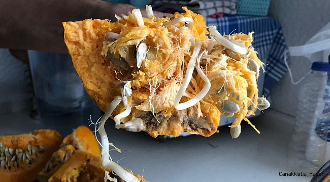 Bu kabak görenleri şaşırttı