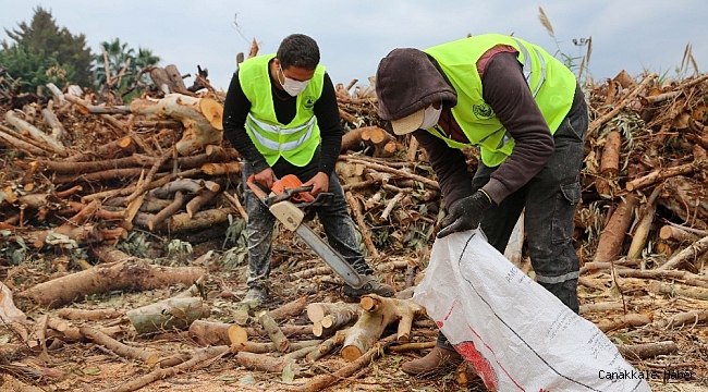 Budamadan elde edilen odunlar, ihtiyaç sahiplerine ulaştırılıyor