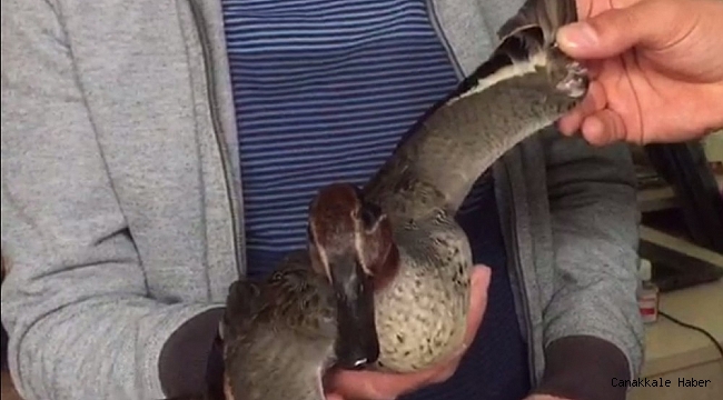 Bulduğu yaralı yaban ördeği sahiplendi