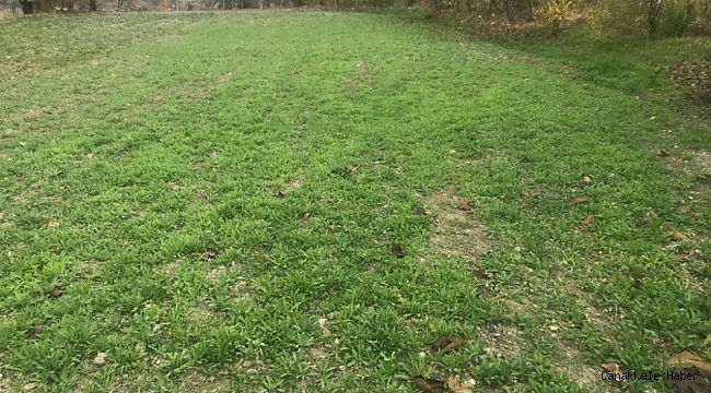 Burdur&#039;da 100 bin kök yasadışı haşhaş eken şahıs yakalandı