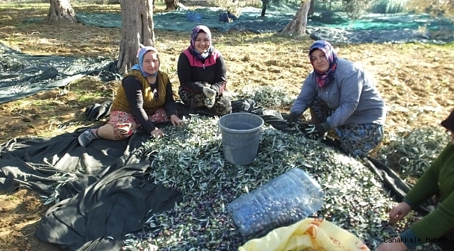 Burhaniye&#039;de zeytinciye hasat izin belgesi