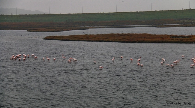 Büyükçekmece'de flamingolar masalsı görüntüler oluşturdu