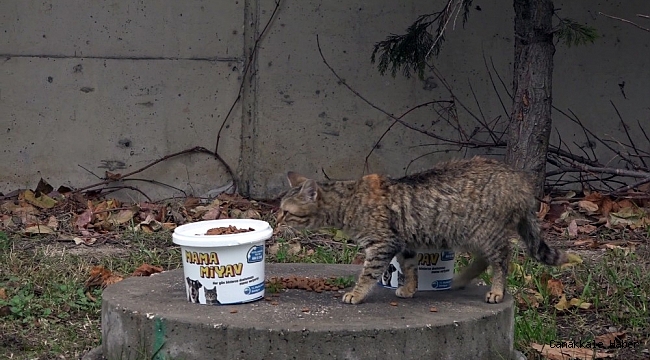 Büyükçekmece&#039;de sokak hayvanları kısıtlamada unutulmadı