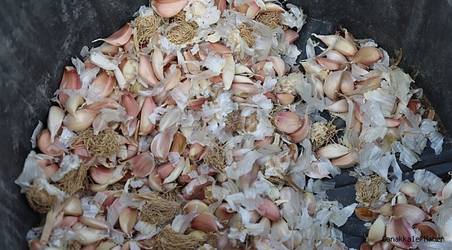 Büyükçekmece&#039;de tarım seferberliği sürüyor