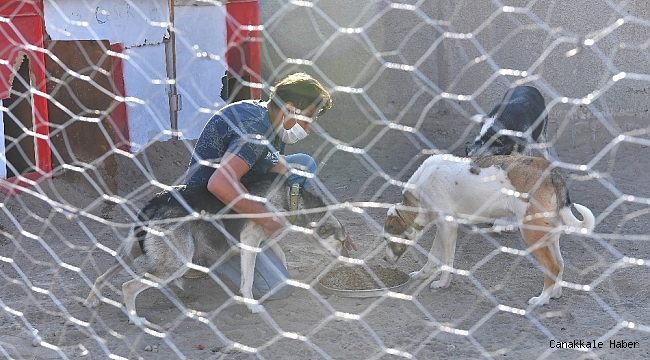 Büyükşehir&#039;den sokak hayvanları gönüllülerine destek