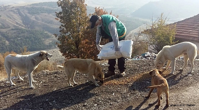 Çankaya Belediyesi 56 saatlik kısıtlamada sokak hayvanlarını unutmadı