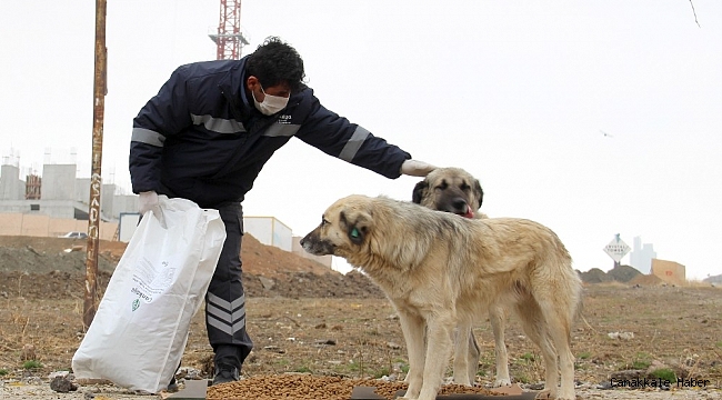 Çankaya Belediyesi sokak hayvanlarını unutmuyor