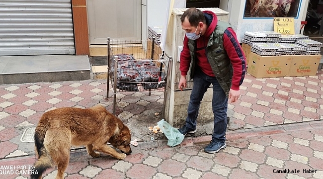 Çarşı esnafı sokak hayvanlarına sahip çıkıyor