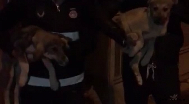 Çatıda mahsur kalan 2 yavru köpek kurtarıldı