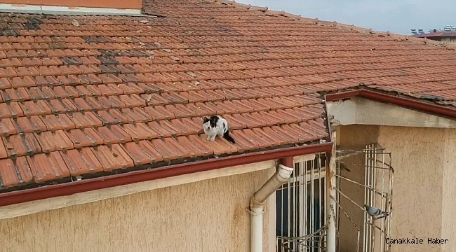 Çatıda mahsur kalan kedi mahalleyi karıştırdı