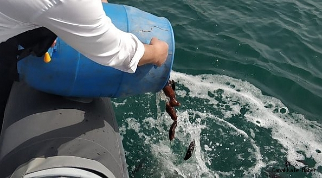 Çeşme Marina Deniz Patlıcanı Projesi başarıyla devam ediyor