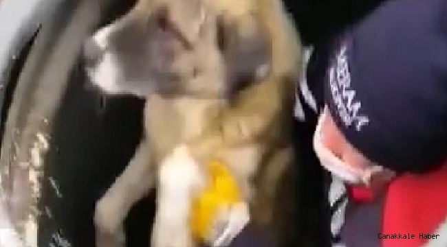 Çöpün içine düşen köpeği temizlik görevlisi kurtardı