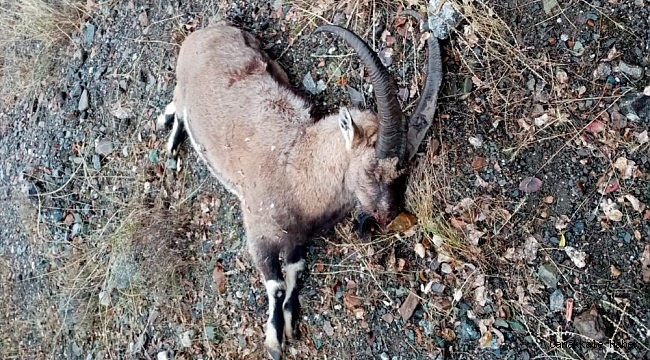 Dağ keçisini organize şekilde vuran 3 şahsa 83 bin TL ceza