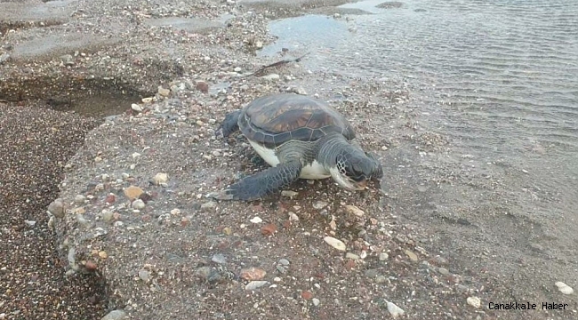 Datça&#039;da sahilde yeşil kaplumbağa ölüsü bulundu
