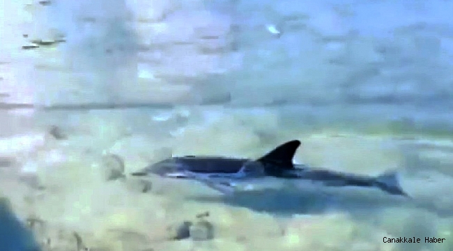 Datça'da yavru Yunus sürprizi