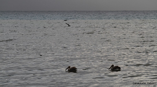 Denize inen Pelikanları görenler cep telefonuna sarıldı