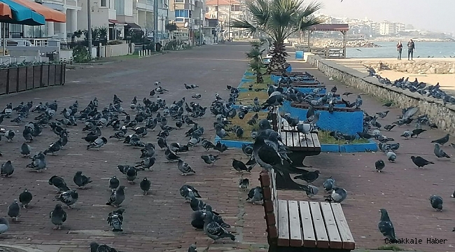 Denizin ve güneşin tadını kuşlar çıkardı