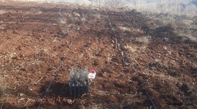 Develi Belediyesinden 5 bin 500 lavanta fidesi ekimi