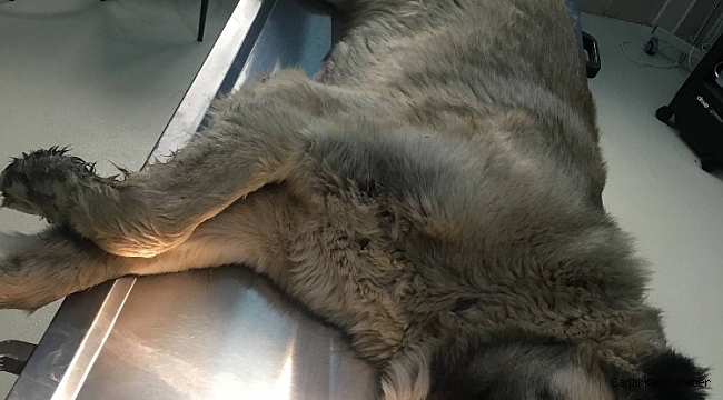 Dili damaklarına bitişik olan kangal köpeklere cerrahi müdahale yapıldı