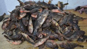 Dışı zehirli içi lezzet deposu