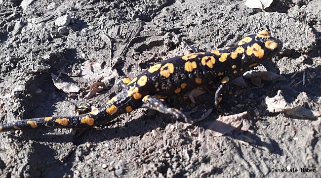 Diyarbakır&#039;da nesli tükenme tehlikesi altında olan &#039;Türk semenderi&#039; görüldü