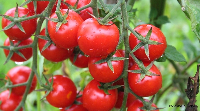 Domates ihracatçıları, Rusya Federasyonu&#039;nda kota engeliyle karşı karşıya