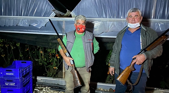 Domatesin fiyatı artınca seralara dadanan hırsızlar için silahlı nöbet tutuyorlar