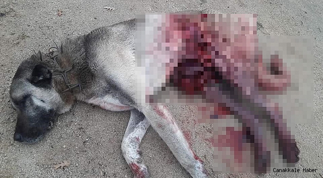 Domuzların saldırısına uğrayan köpekler telef oldu