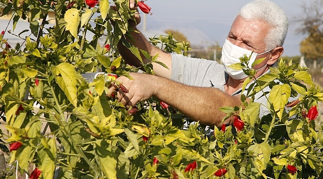 Döşemealtı, ilçeyi kendi ürettiği bitkilerle güzelleştiriyor