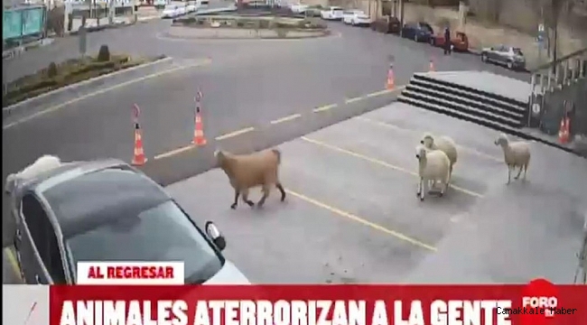 Dünya, Nevşehir'i konuştu