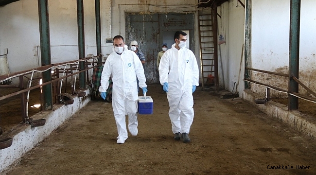 Düzce&#039;de hayvan aşılaması devam ediyor