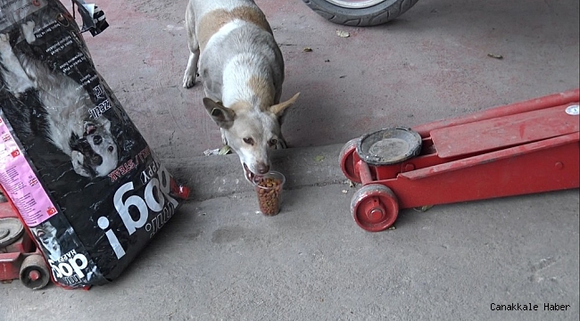 Edirne sanayisinin istifçi &#039;Pati&#039;si