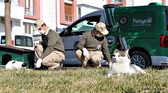 Elazığ&#039;da hayvanları koruma polisi, kısıtlamada sokak hayvanlarını besledi