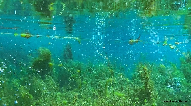 Elbistan'ın "deniz ormanları" ekonomiye kazandırılıyor