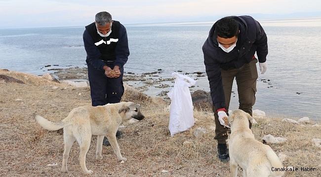 Erciş Belediyesi sokak hayvanlarını unutmadı