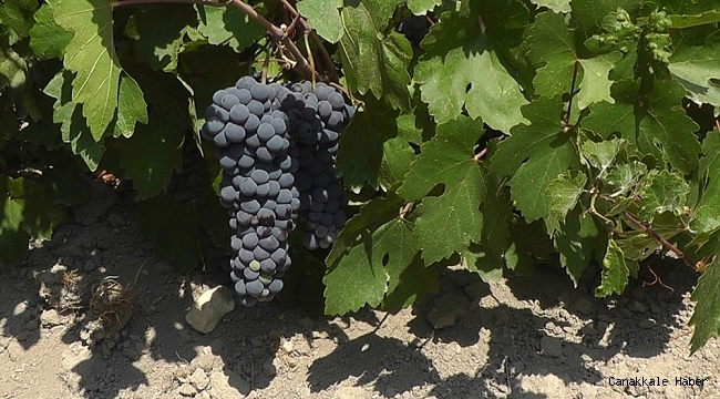 Erciş üzümü tescillendi