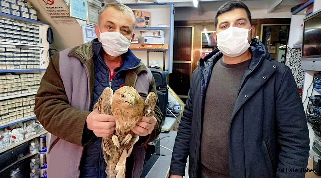 Ereğli&#039;de yaralı şahin tedavi altına alındı