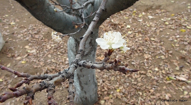Erik ağacı, Aralık ayında çiçek açtı