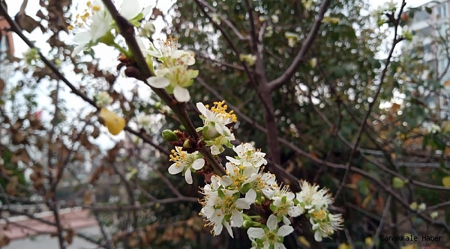 Erik ağacı mevsimi şaşırdı