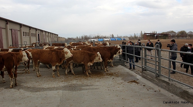 Erzincan&#039;da 500 Başlık Düve Üretim Merkezinin ilk parti Simental cinsi düveleri İsviçre&#039;den geldi