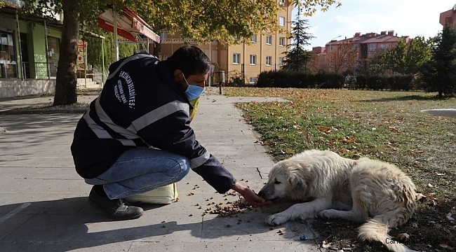 Erzincan'da sokak hayvanlarına yem bırakıldı