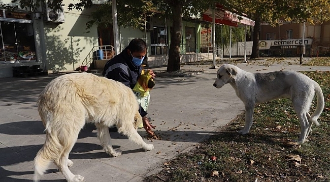 Erzincan'da sokak hayvanlarına yem bırakıldı