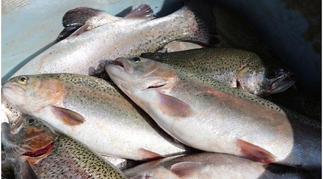 Erzurum&#039;da su ürünleri yetiştiriciliği iki kat artacak