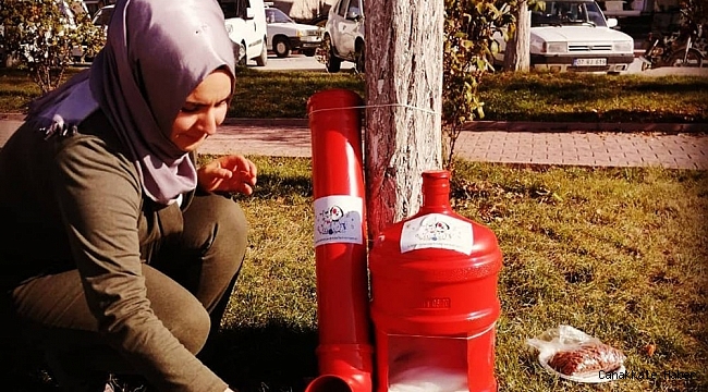 Eski damacanalar kedi yuvası oldu