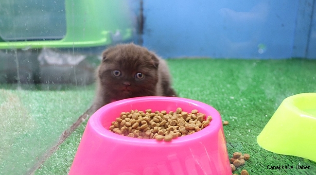 Evcil hayvan dükkanları taleplere yetişemiyor